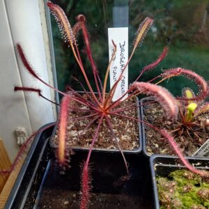 Drosera capensis Red plants, Giftberg 20 semen