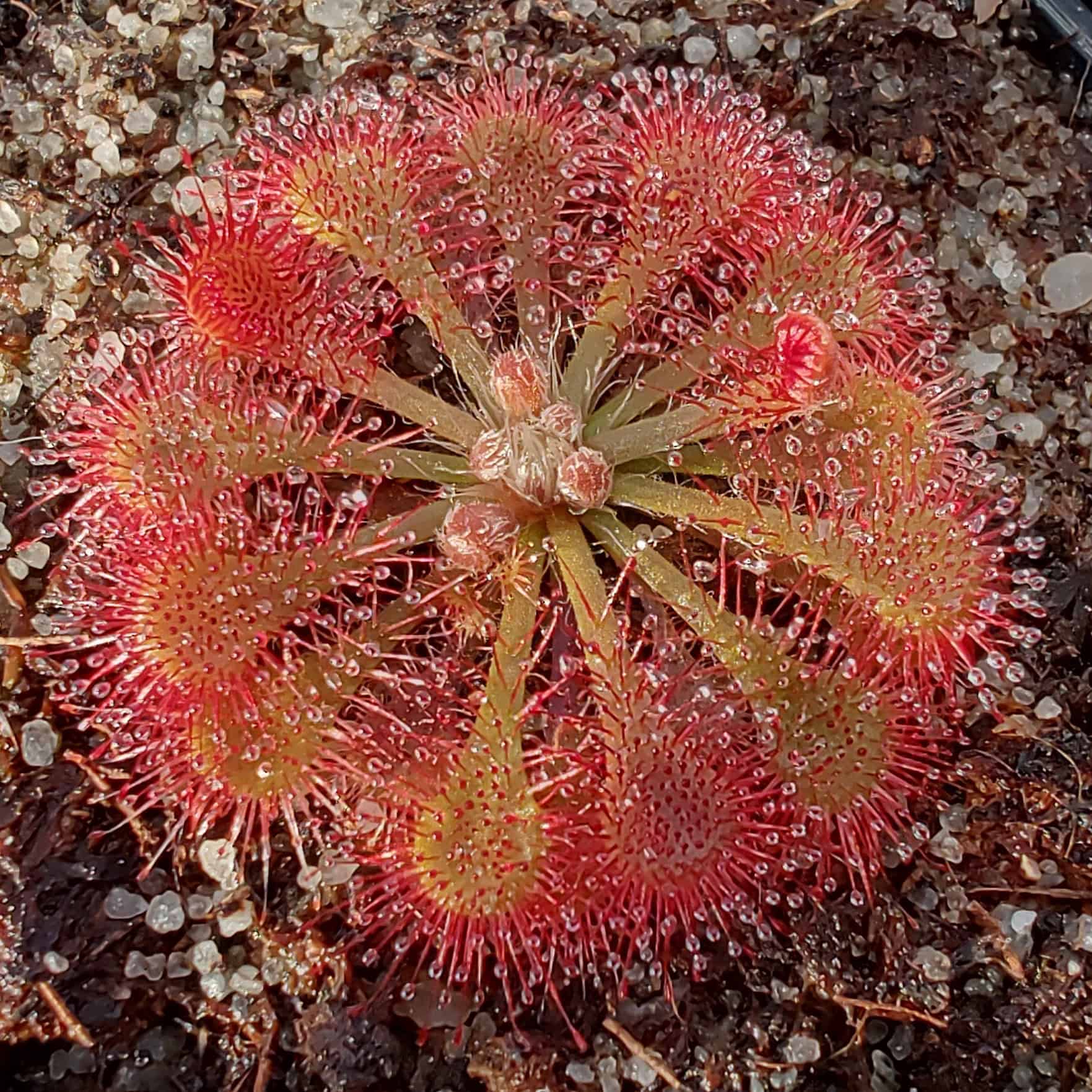 Drosera spatulata var loureirii {Macao, China} - Green Hunters