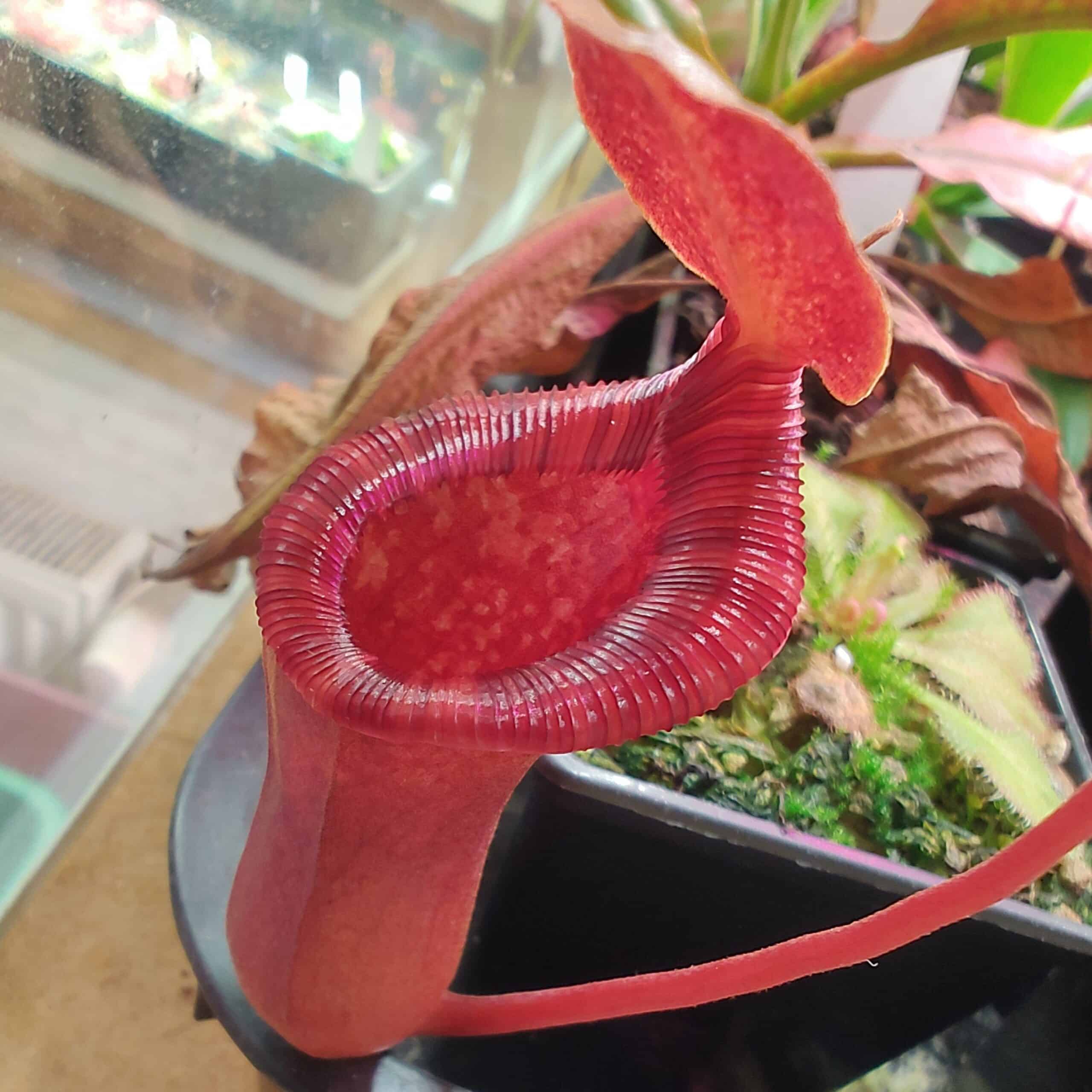 Nepenthes x briggsiana (lowii x ventricosa)