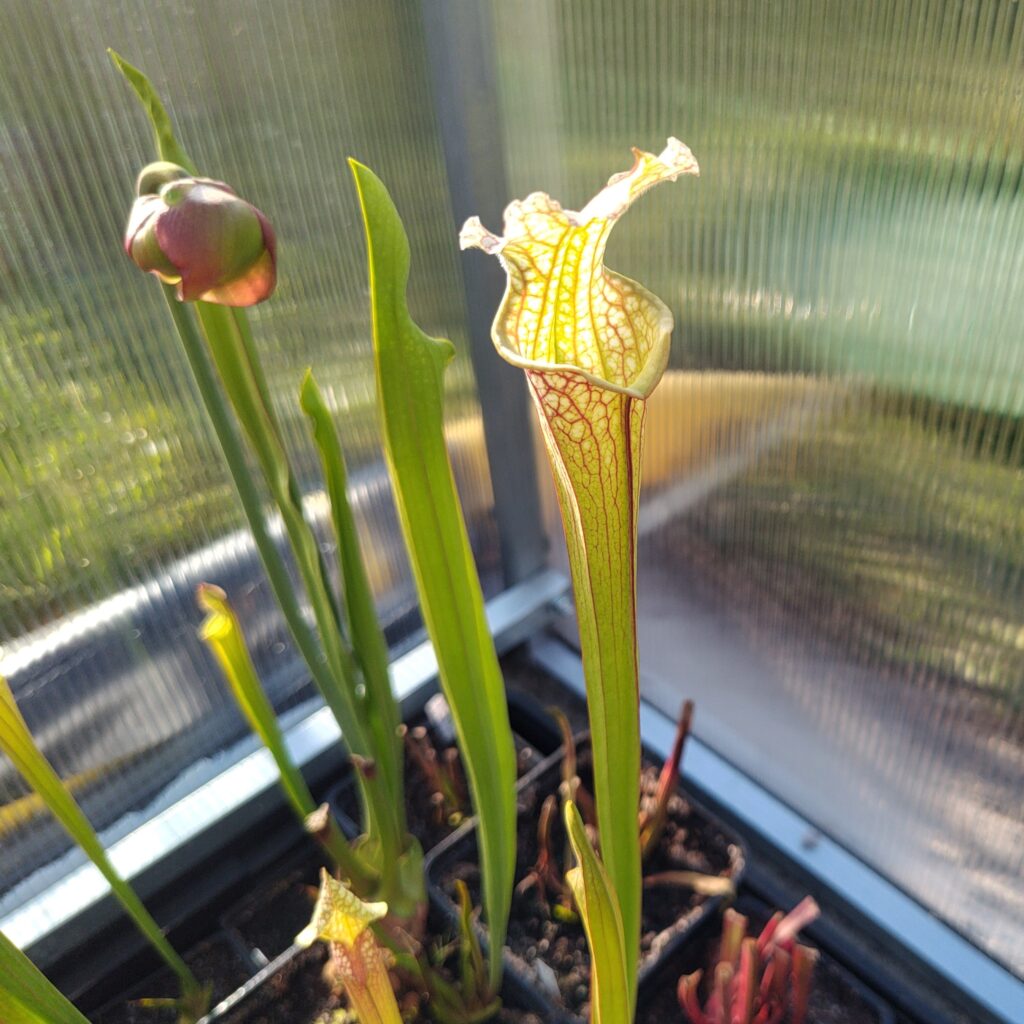 Sarracenia vzpřímený hybrid - Green Hunters