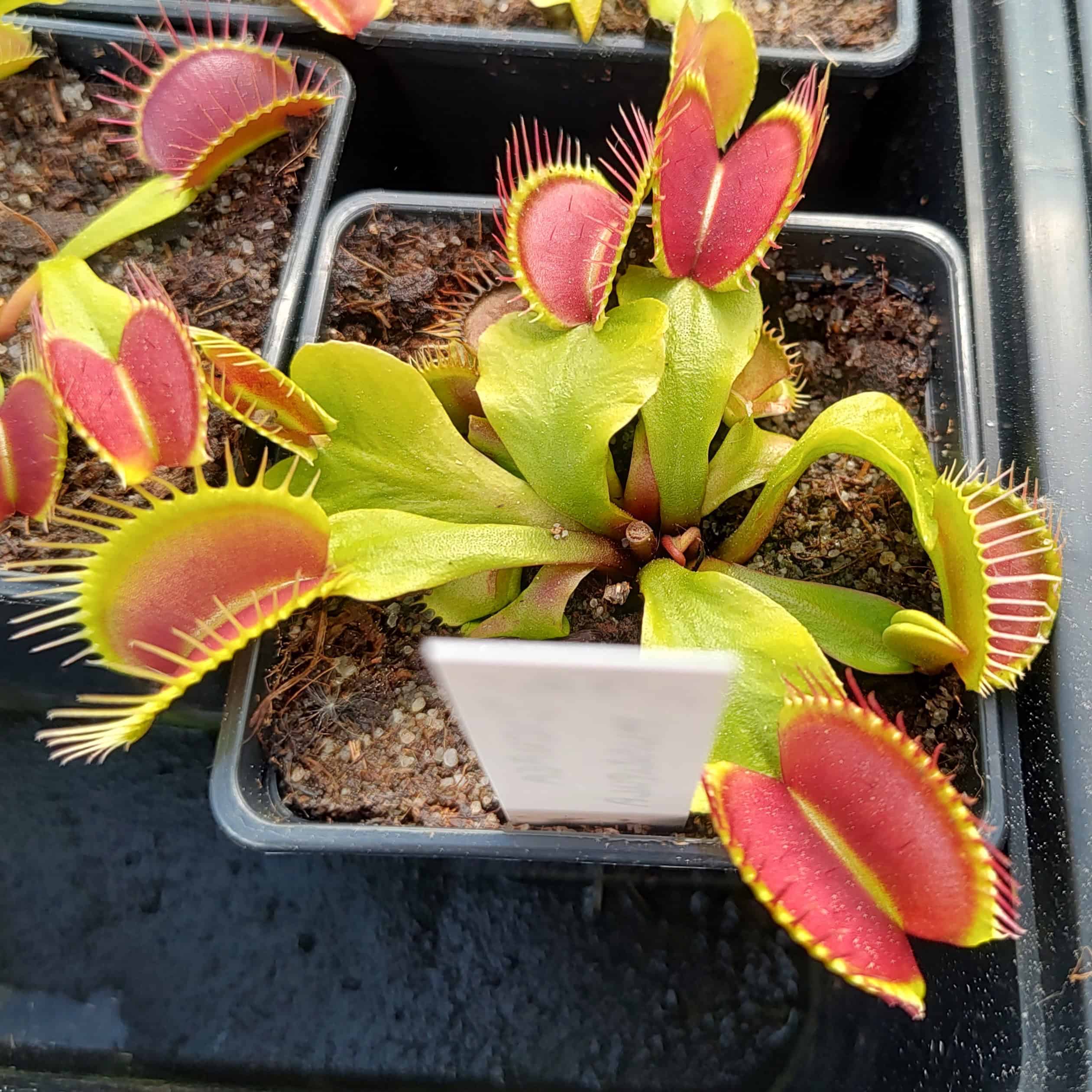 Dionaea muscipula 15 semen