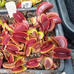 Dionaea muscipula Bohemian Garnet