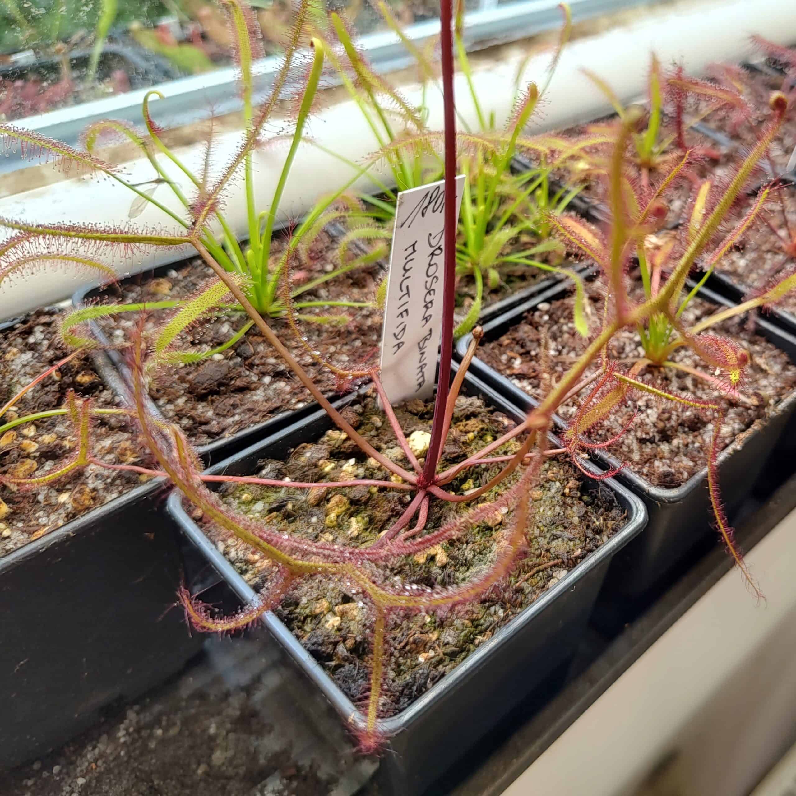 Drosera binata var multifida