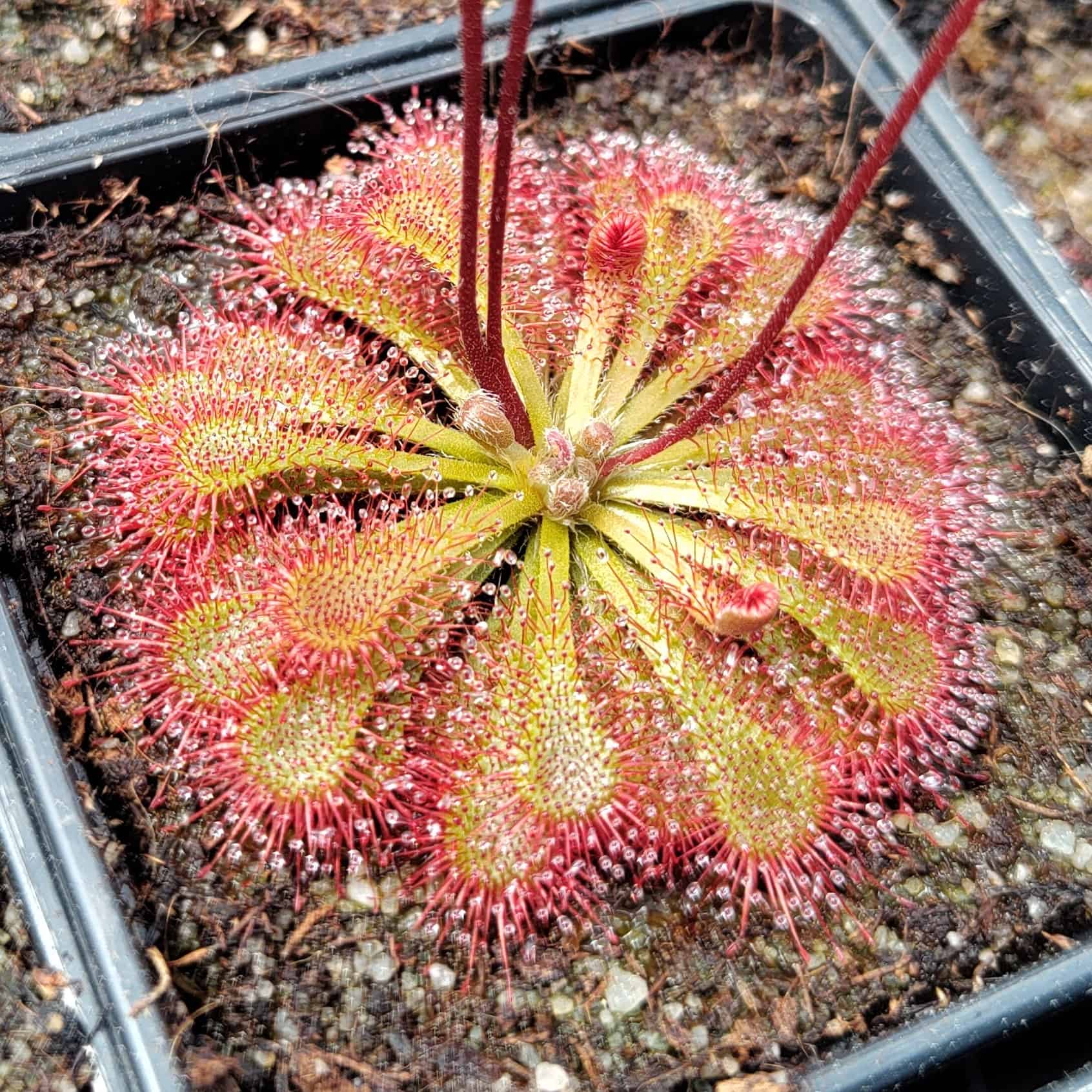 Drosera capillaris {Costa Rica}