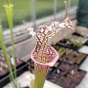 Sarracenia vzpřímený hybrid – s bílými znaky