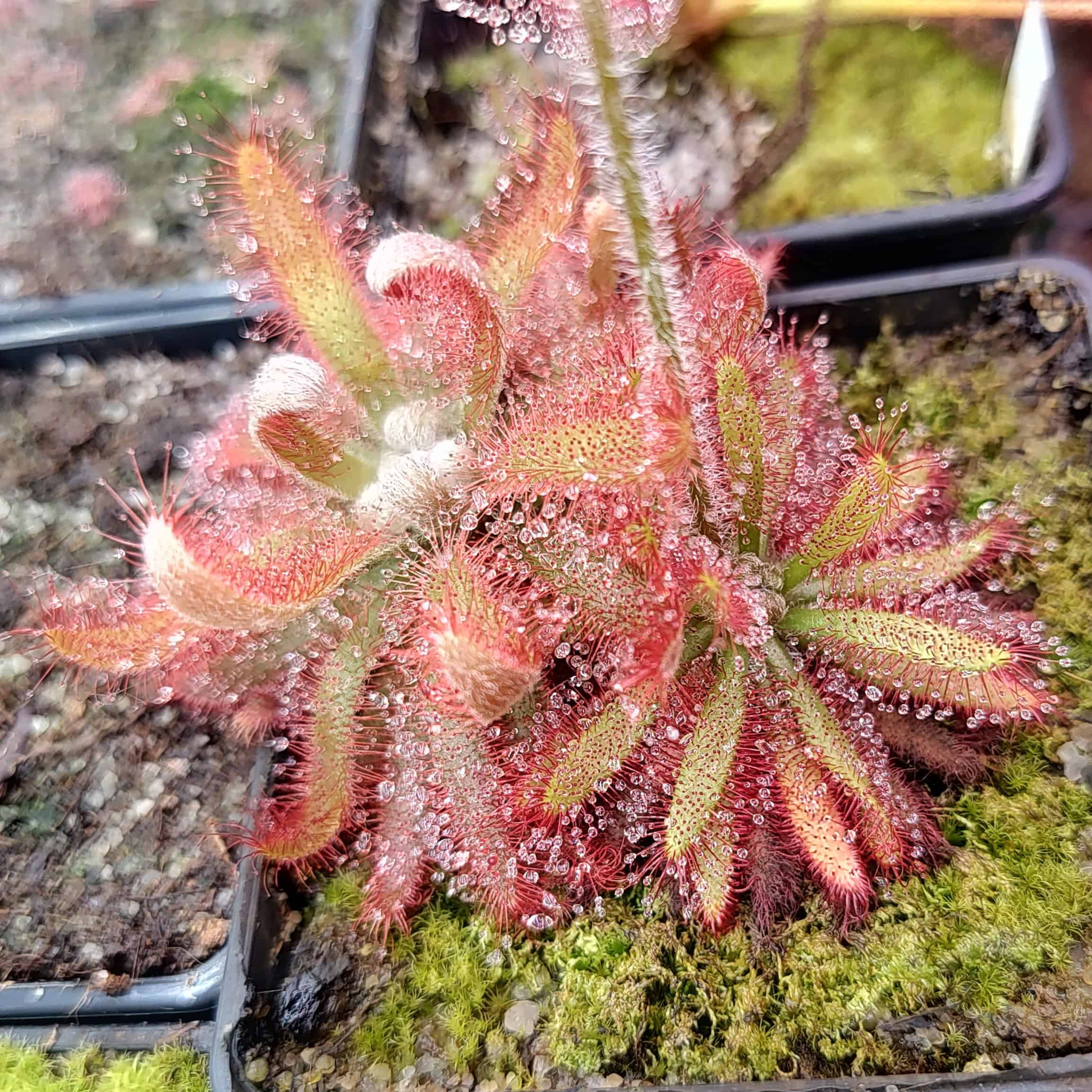 Drosera chimaera {Cristália, Minas Gerais, Brazil} 20 semen