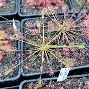 Drosera intermedia (tropická)