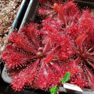 Drosera spatulata (Big red form, white flower) 20 semen