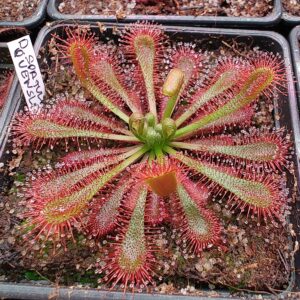 Drosera spatulata {Queensland, Australia} 20 semen