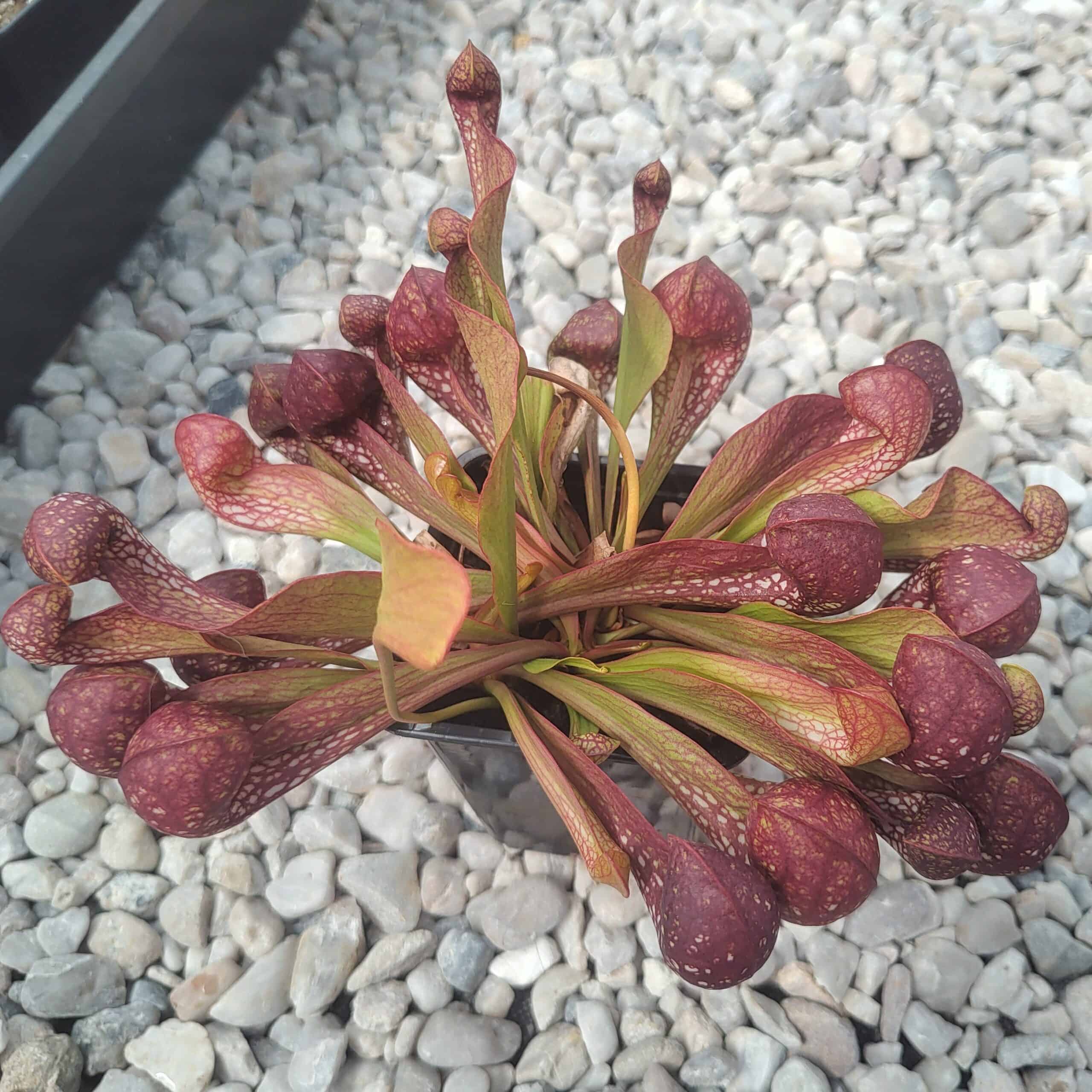 Sarracenia psittacina hybrid