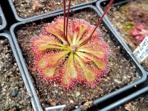 Drosera capillaris {Costa Rica} 20 semen