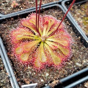 Drosera capillaris {Costa Rica} 20 semen