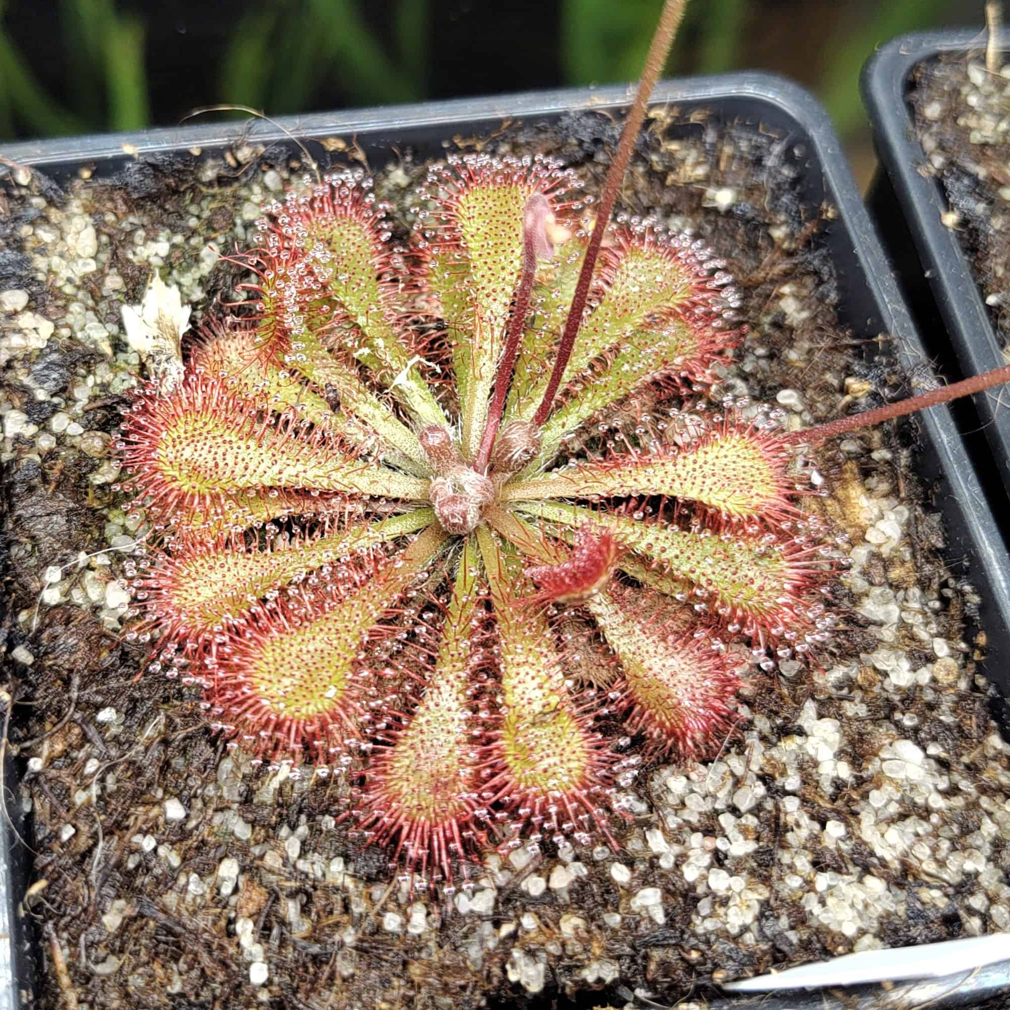 Drosera capillaris {Savane du Cavalet, French Guiana} 20 semen