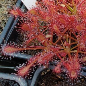 Drosera intermedia 20 semen