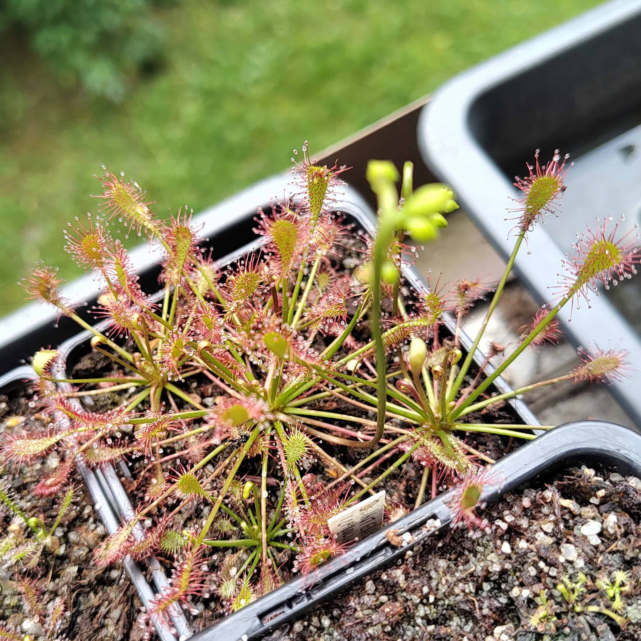 Drosera intermedia (Carolina giant) 20 semen