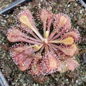 Drosera x Snyderi 20 semen