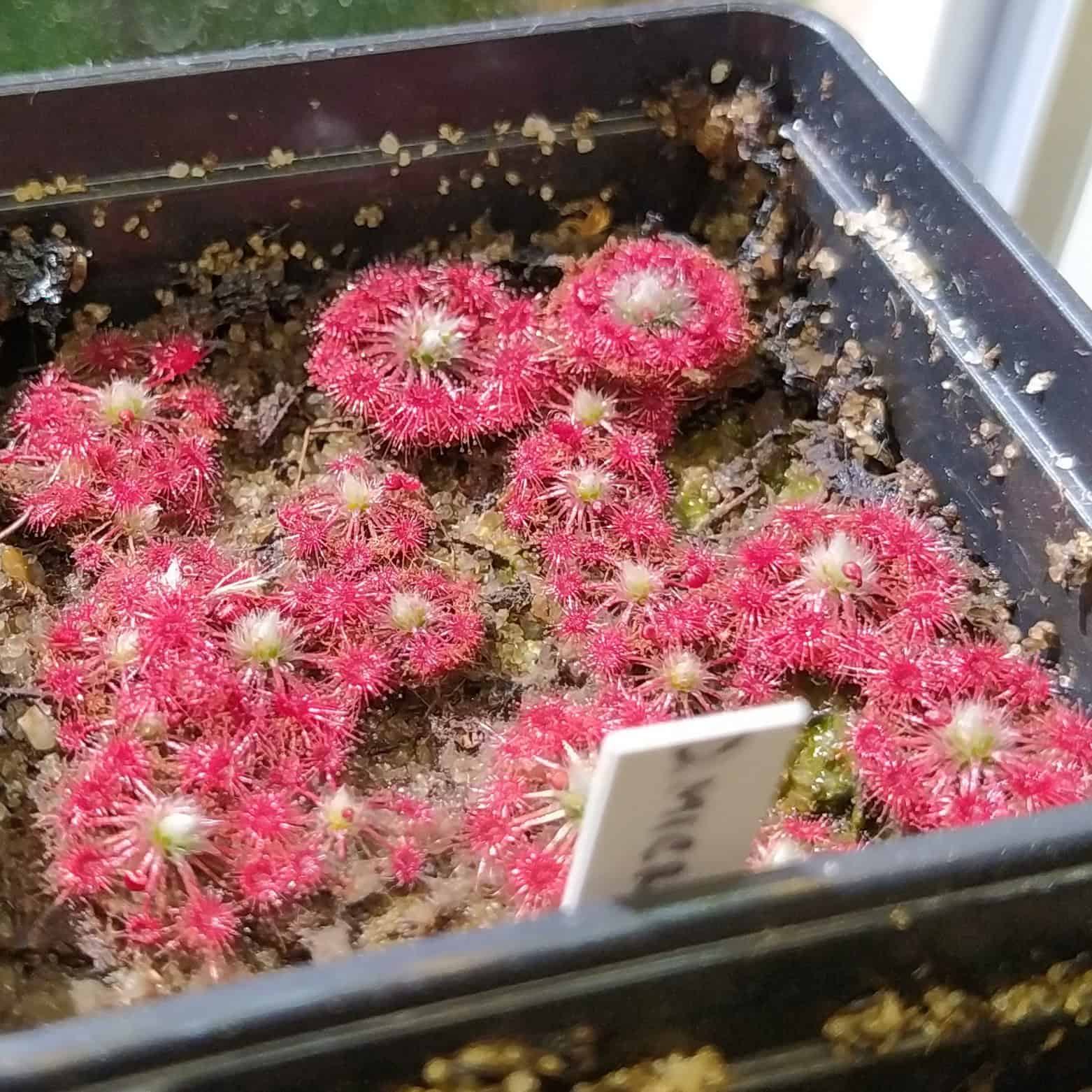 Drosera microscapa 10 gemmů