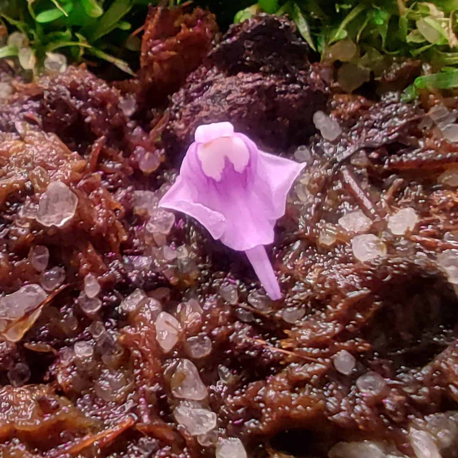 Utricularia minutissima {Gunung Tahan, Pahang, Malaysia}