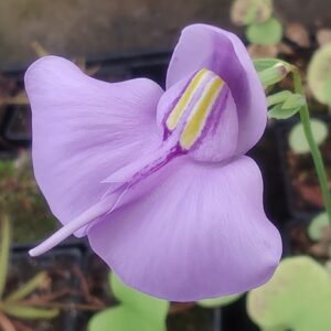 Utricularia reniformis