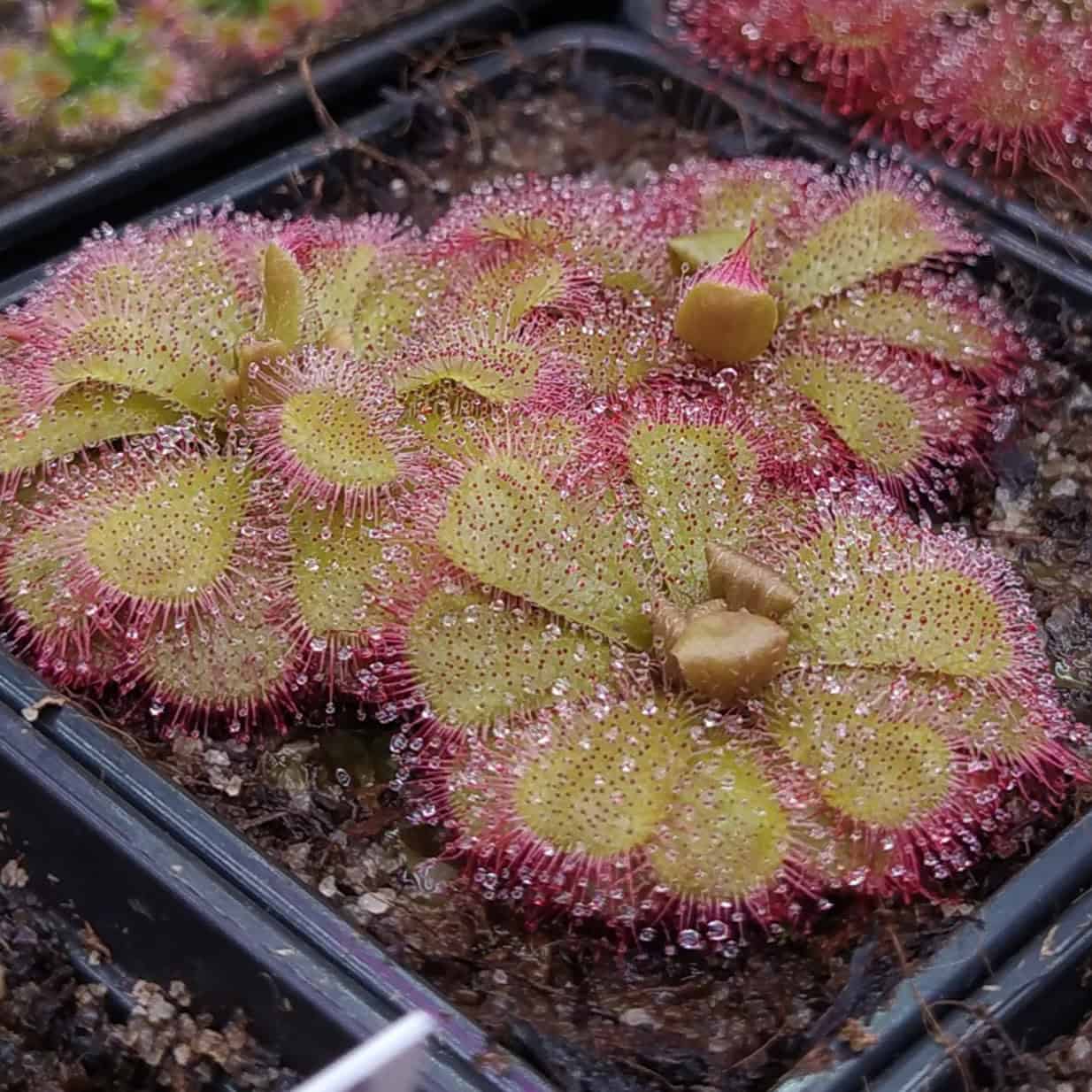 Drosera admirabilis {Bain's Kloof, Western Cape, South Africa} 20 semen