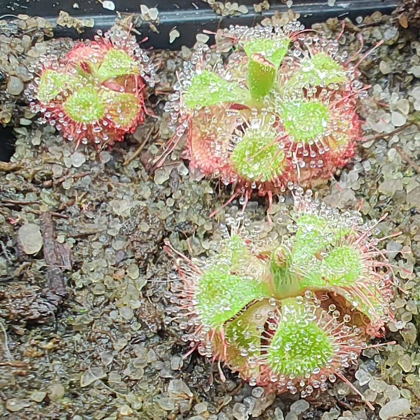 Drosera burmannii 25 semen