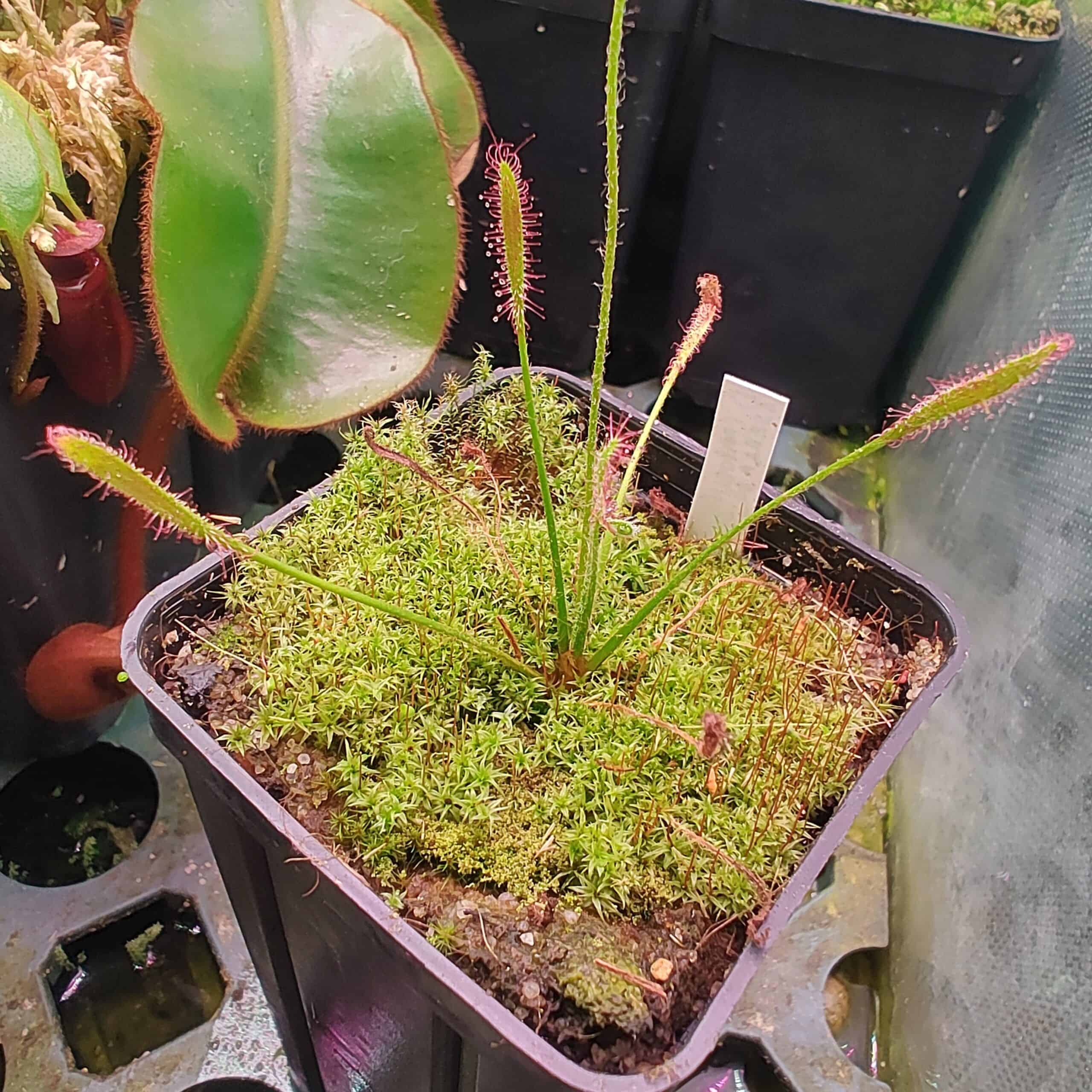 Drosera camporupestris {Serra do Cipó, Minas Gerais, Brazil} 12 semen