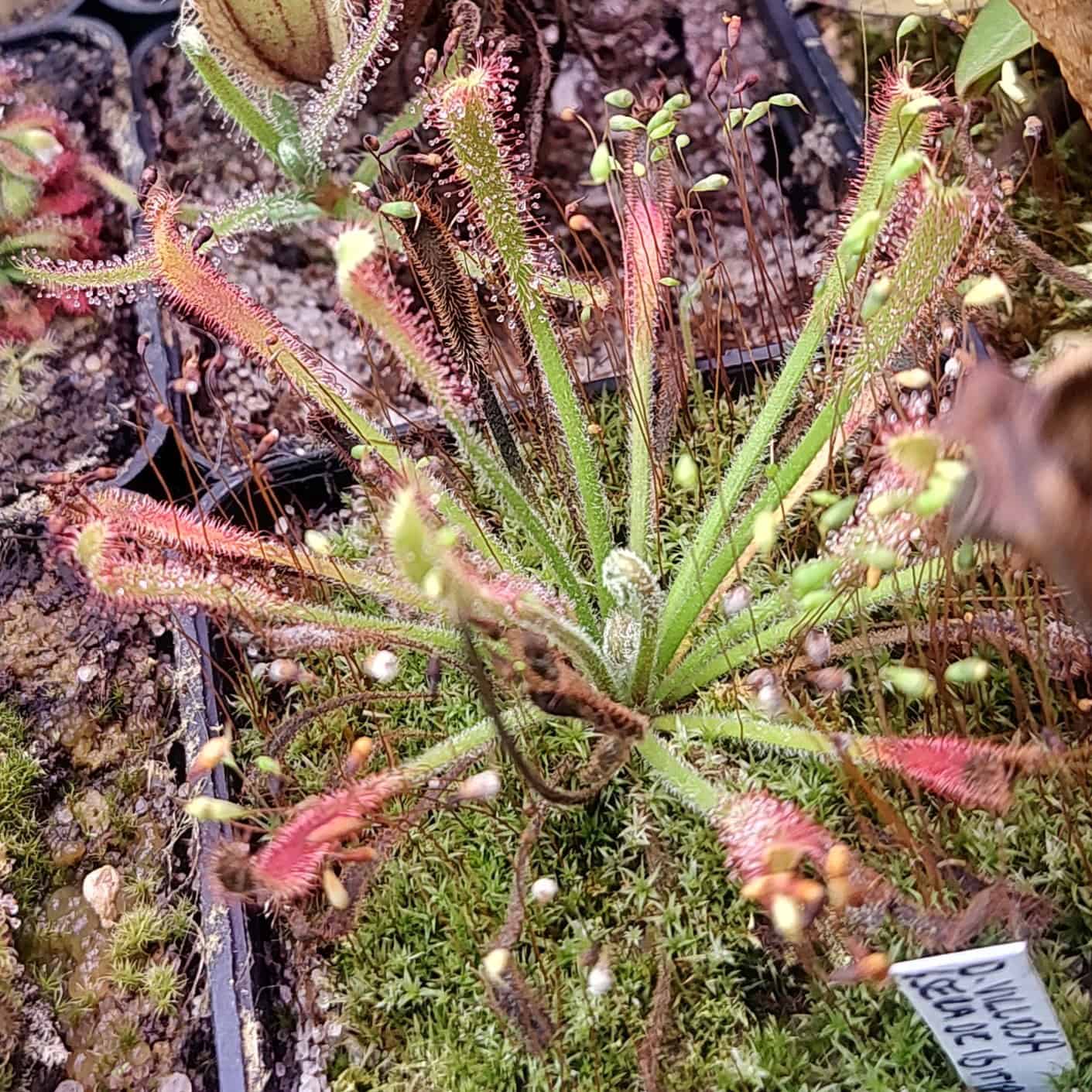 Drosera villosa {Serra do Ibitipoca, Minas Gerais, Brasil} 20 semen