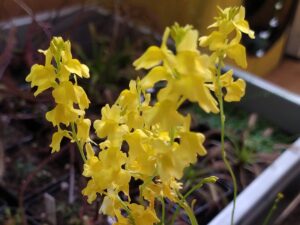 Utricularia chrysantha 20 semen