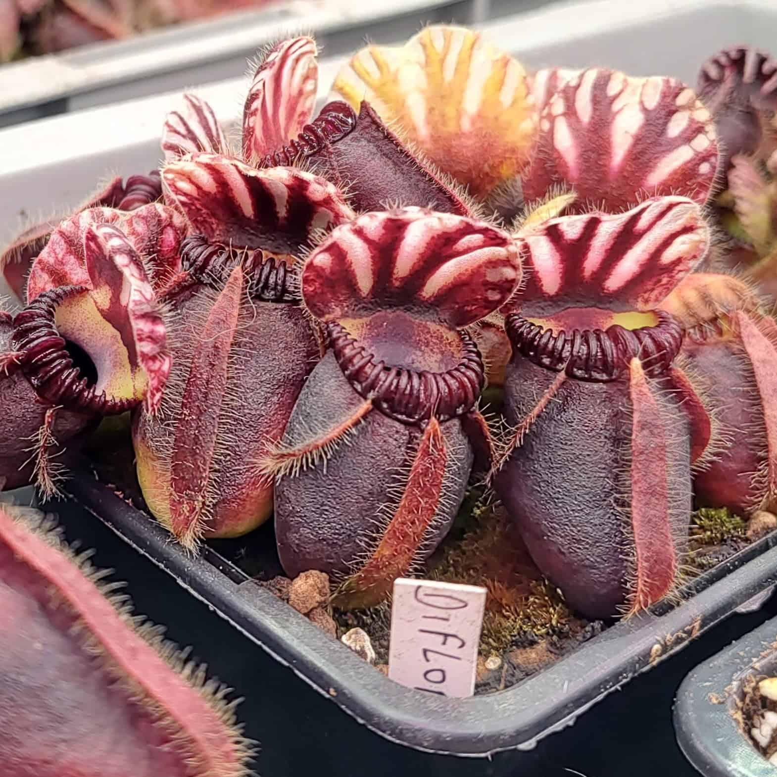 Cephalotus follicularis Diflora Giant
