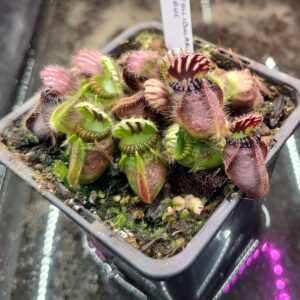 Cephalotus follicularis Gerrit braque keith