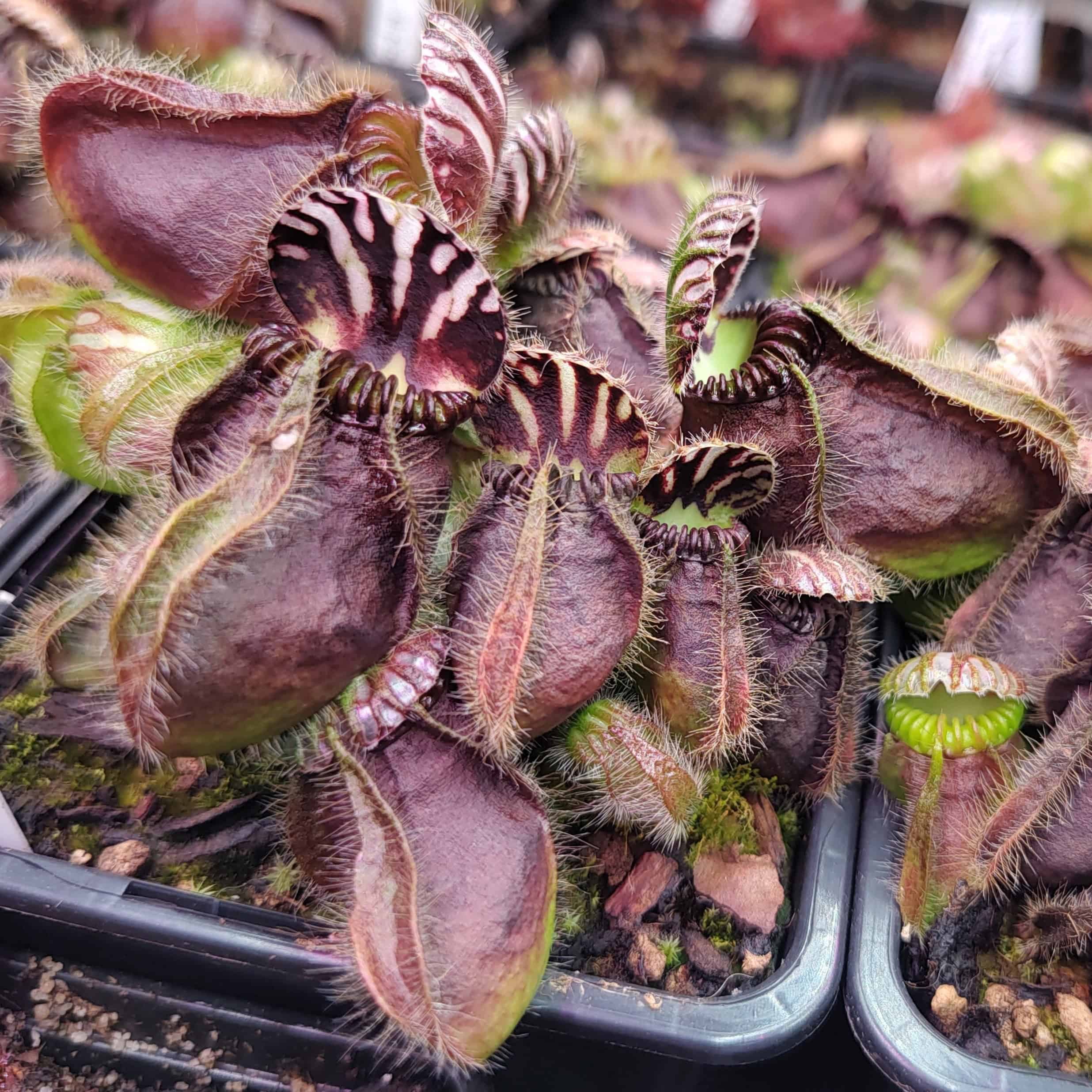 Cephalotus follicularis Seedgrown Typical,A.Fisch