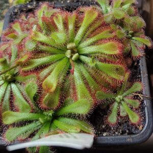 Drosera aliciae {Muizenberg, Cape Peninsula}, “large rosettes”