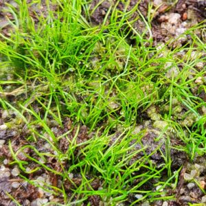 Utricularia fulva {Rockhole, Australia}