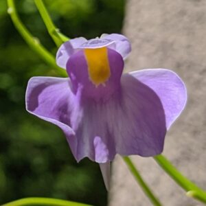 Utricularia longifolia {Timotéo, Brazil} 