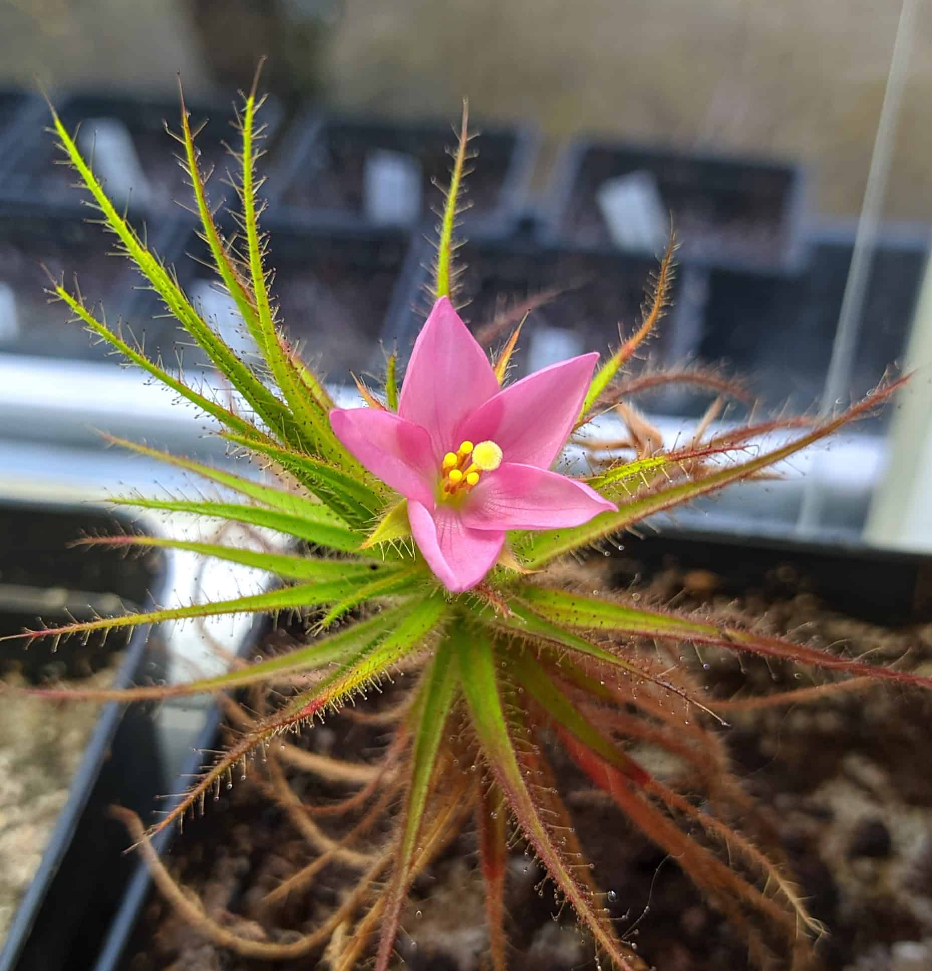 Roridula gorgonias 5 semen