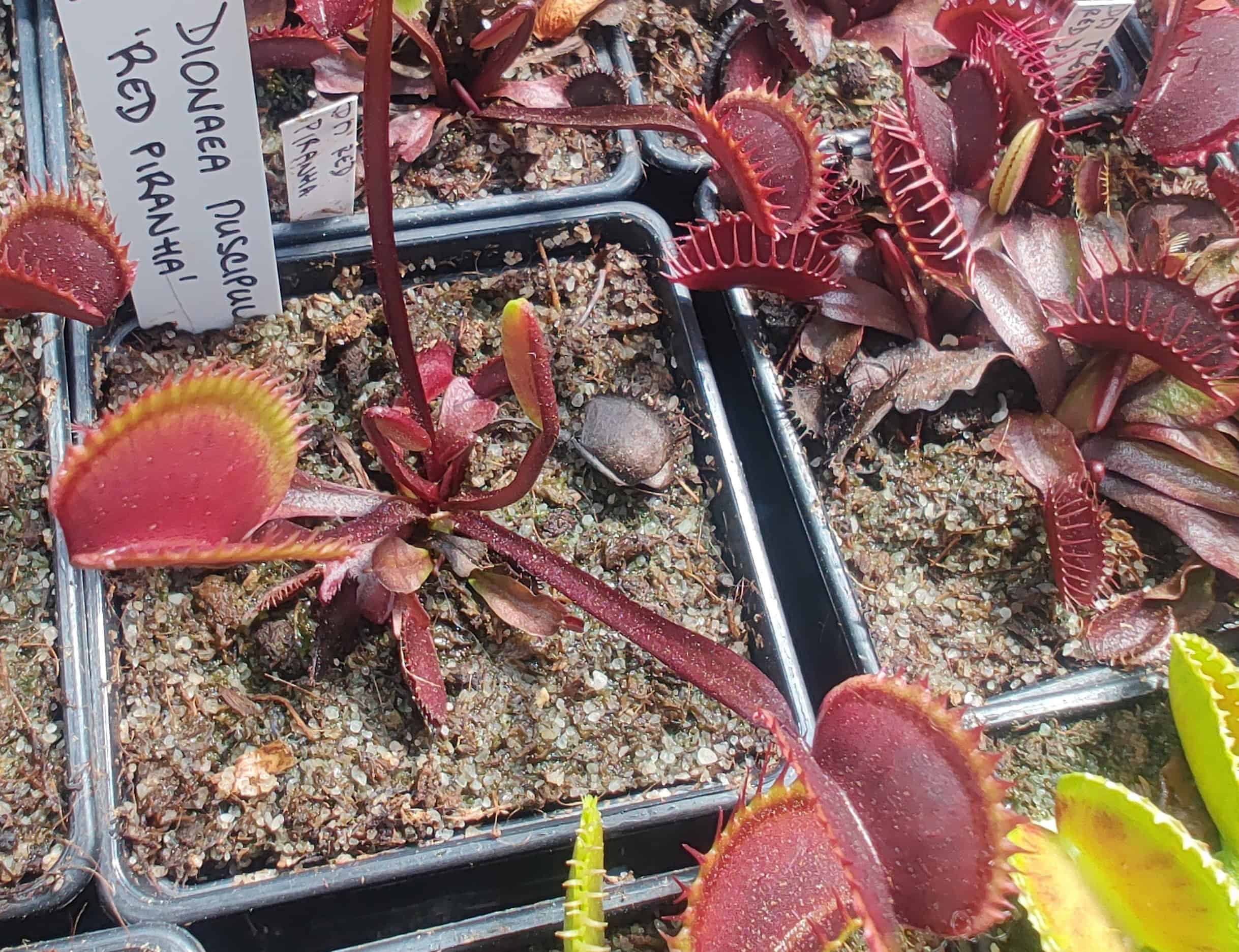 Dionaea muscipula Red Piranha