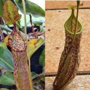 Nepenthes (spathulata x spectabilis) x (spectabilis x maxima) 15 semen