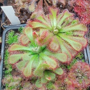 Drosera aliciae {Silvermine Nature Reserve, Western Cape, RSA} 20 semen
