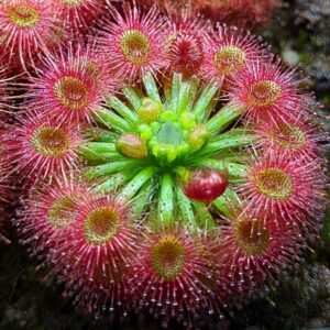 Drosera callistos