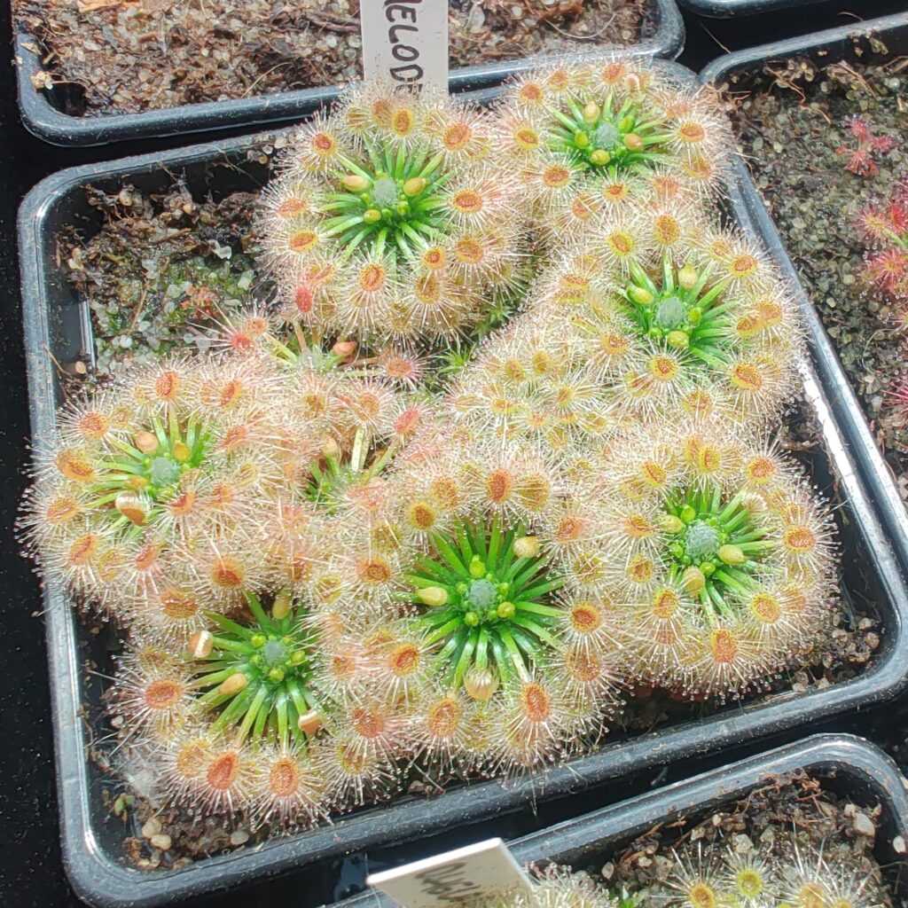 Drosera helodes - Green Hunters