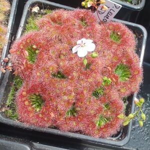 Drosera leucostigma red