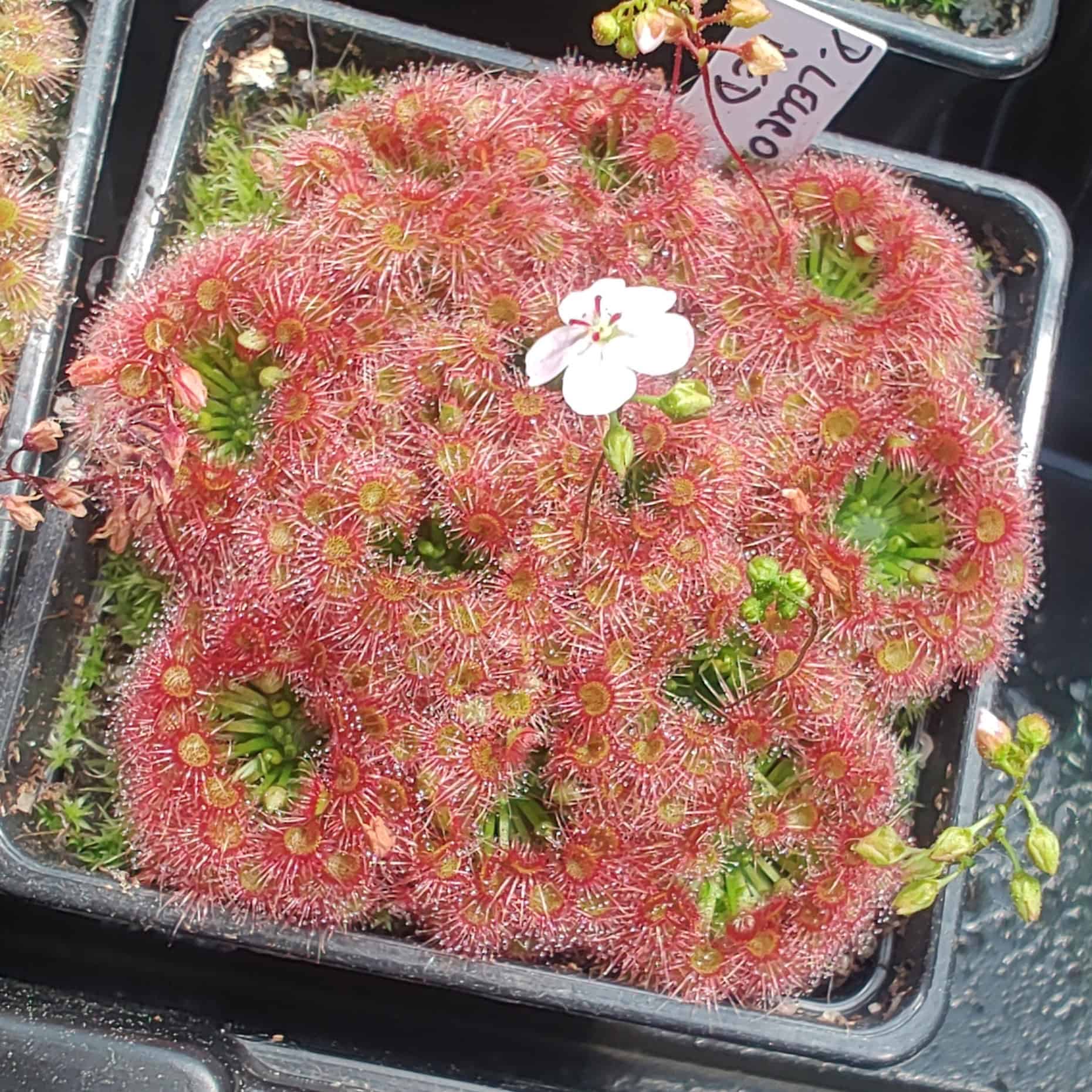 Drosera leucostigma red