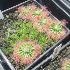 Drosera sewelliae