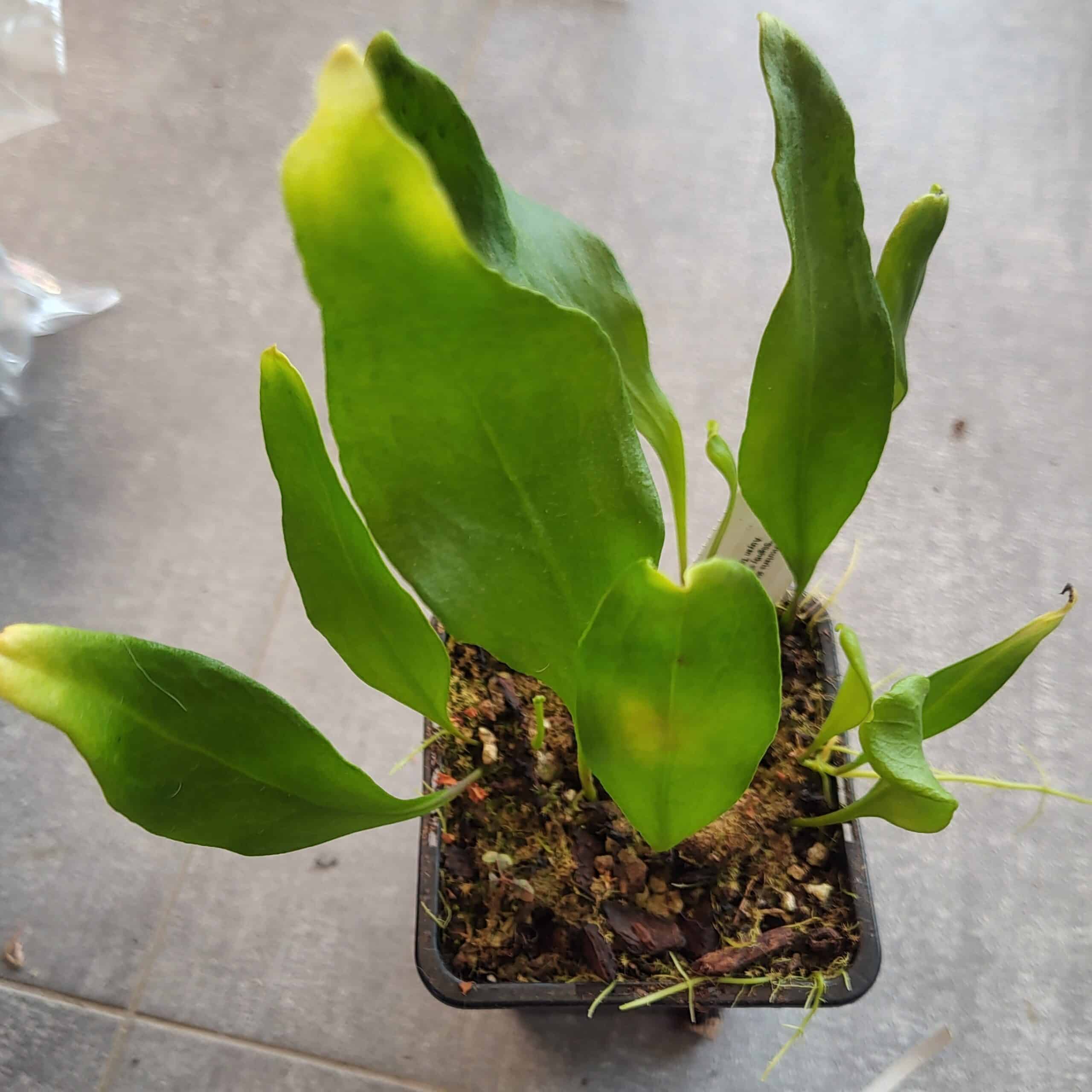 Utricularia alpina Slightly violet flower, Auyan Tepui