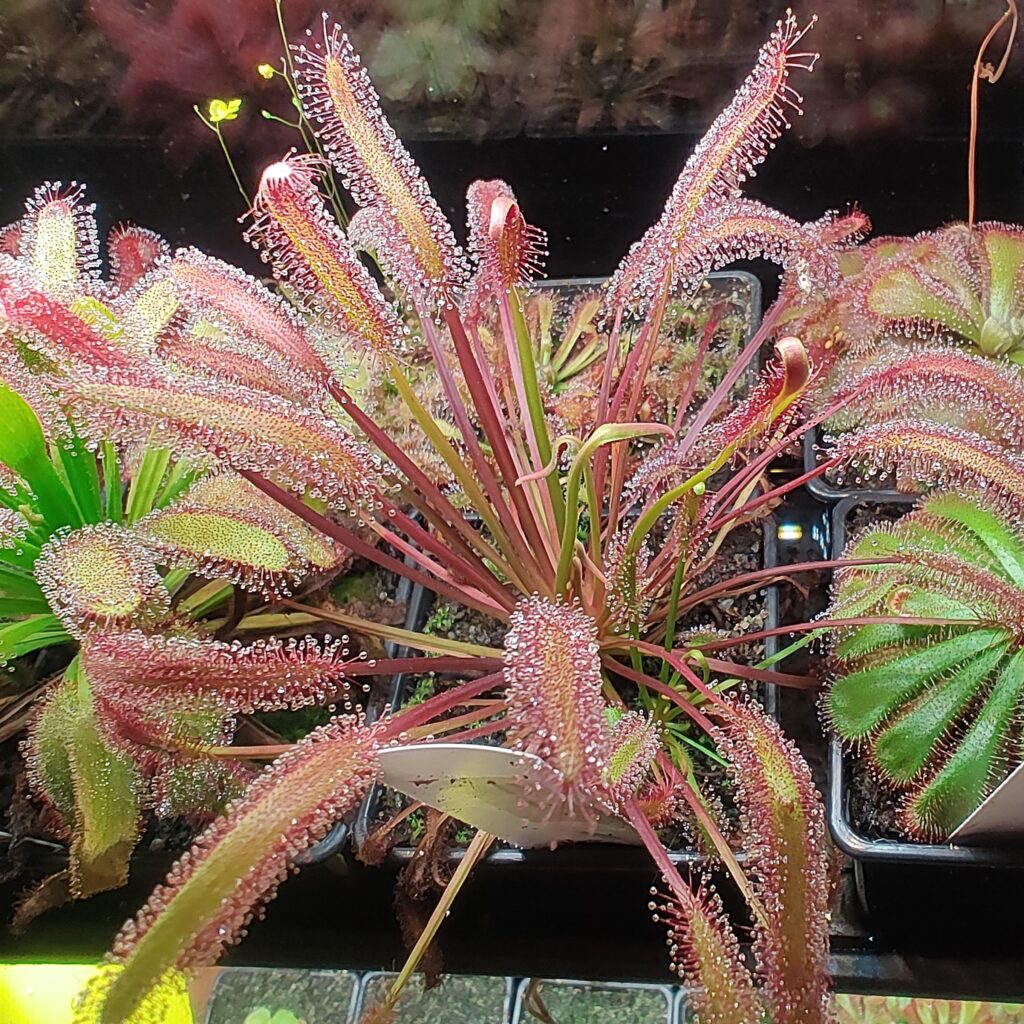 Drosera capensis Big pink - Green Hunters