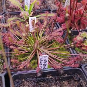 Drosera intermedia {Roraima}