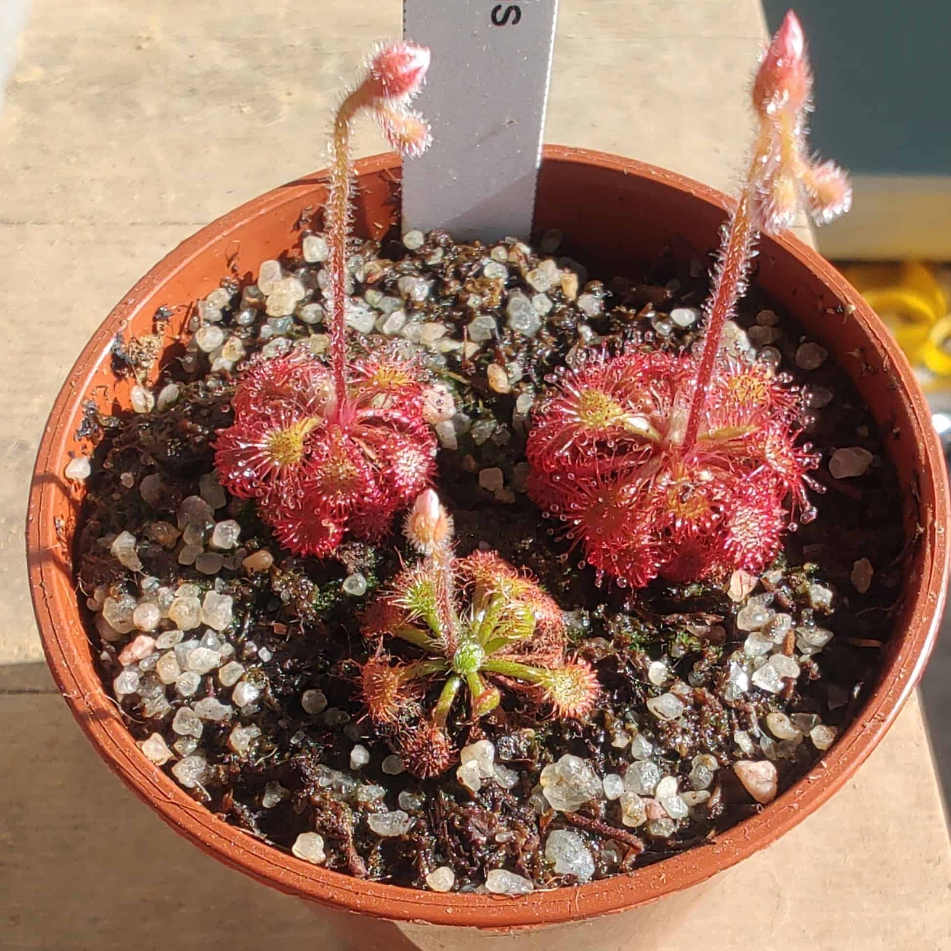 Drosera kaieteurensis {Chimanta Tepui} 20 semen