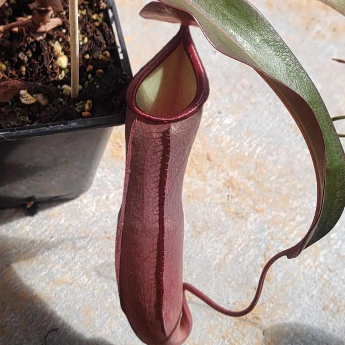 Nepenthes Rebecca Soper