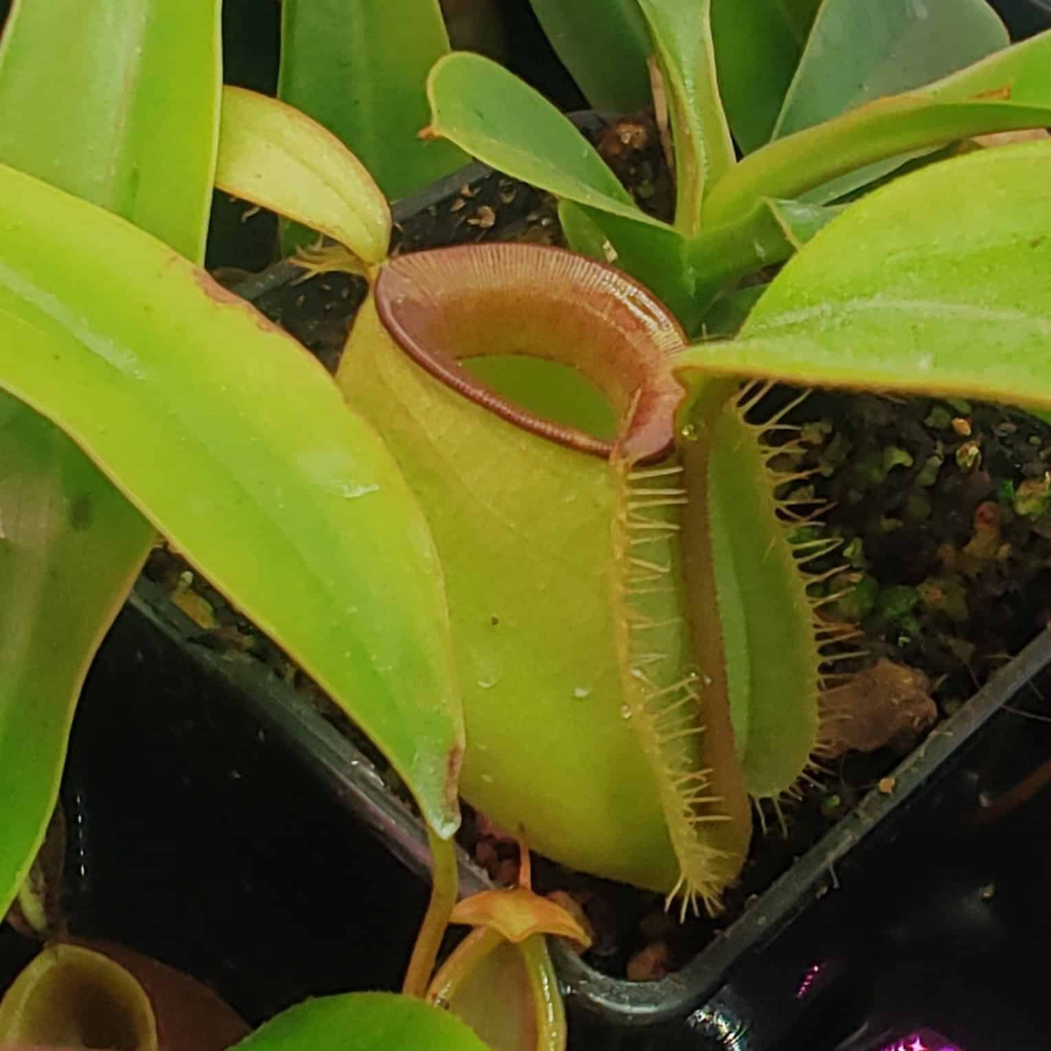 Nepenthes ampullaria green