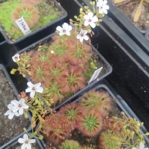 Drosera alantostigma